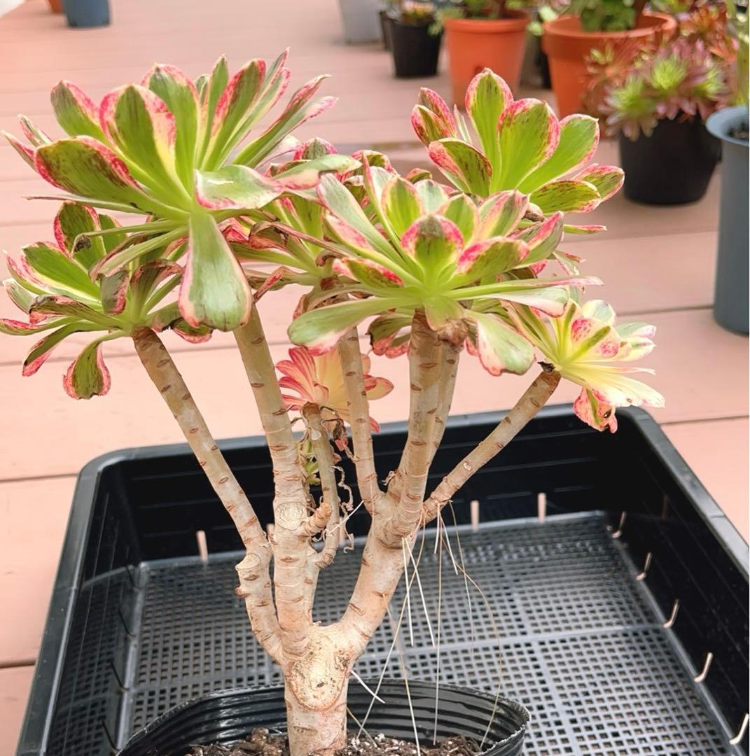 ❤️❤️さん専用