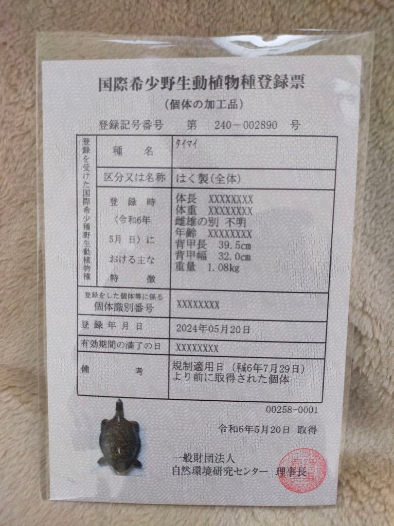 タイマイ剥製