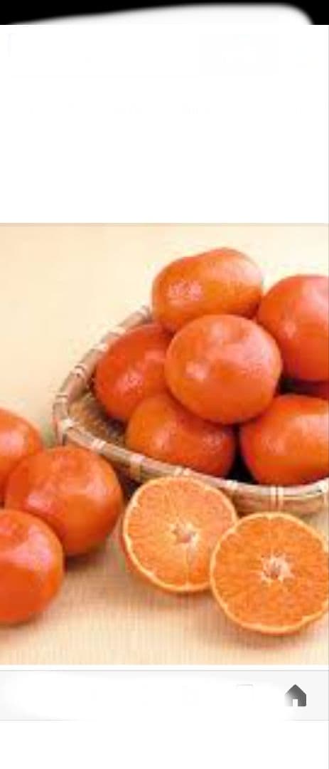 今季最後の出品！幻のミカン苗木「せとか」3年生