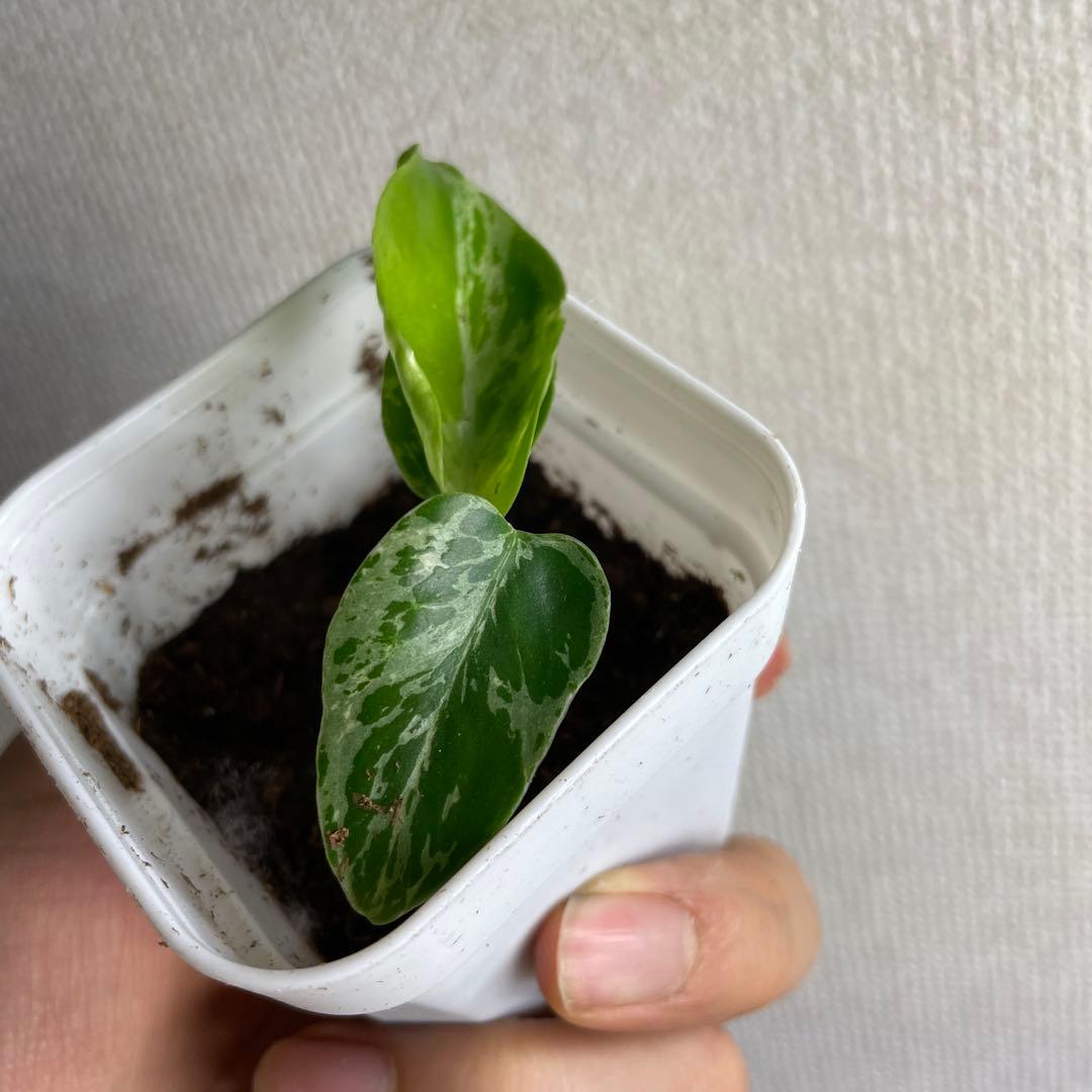 t*u様 モンステラ　デリシオーサ　バルバソー