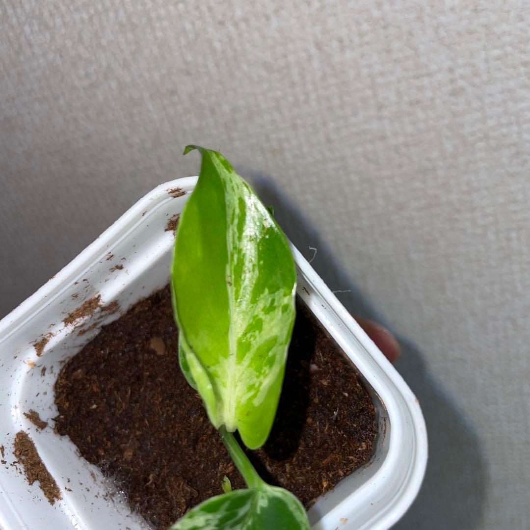 t*u様 モンステラ　デリシオーサ　バルバソー