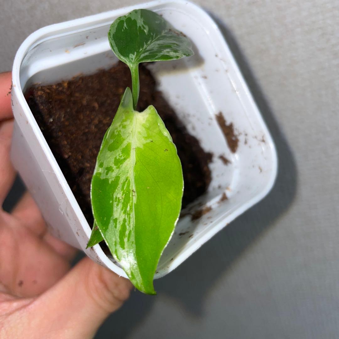 t*u様 モンステラ　デリシオーサ　バルバソー