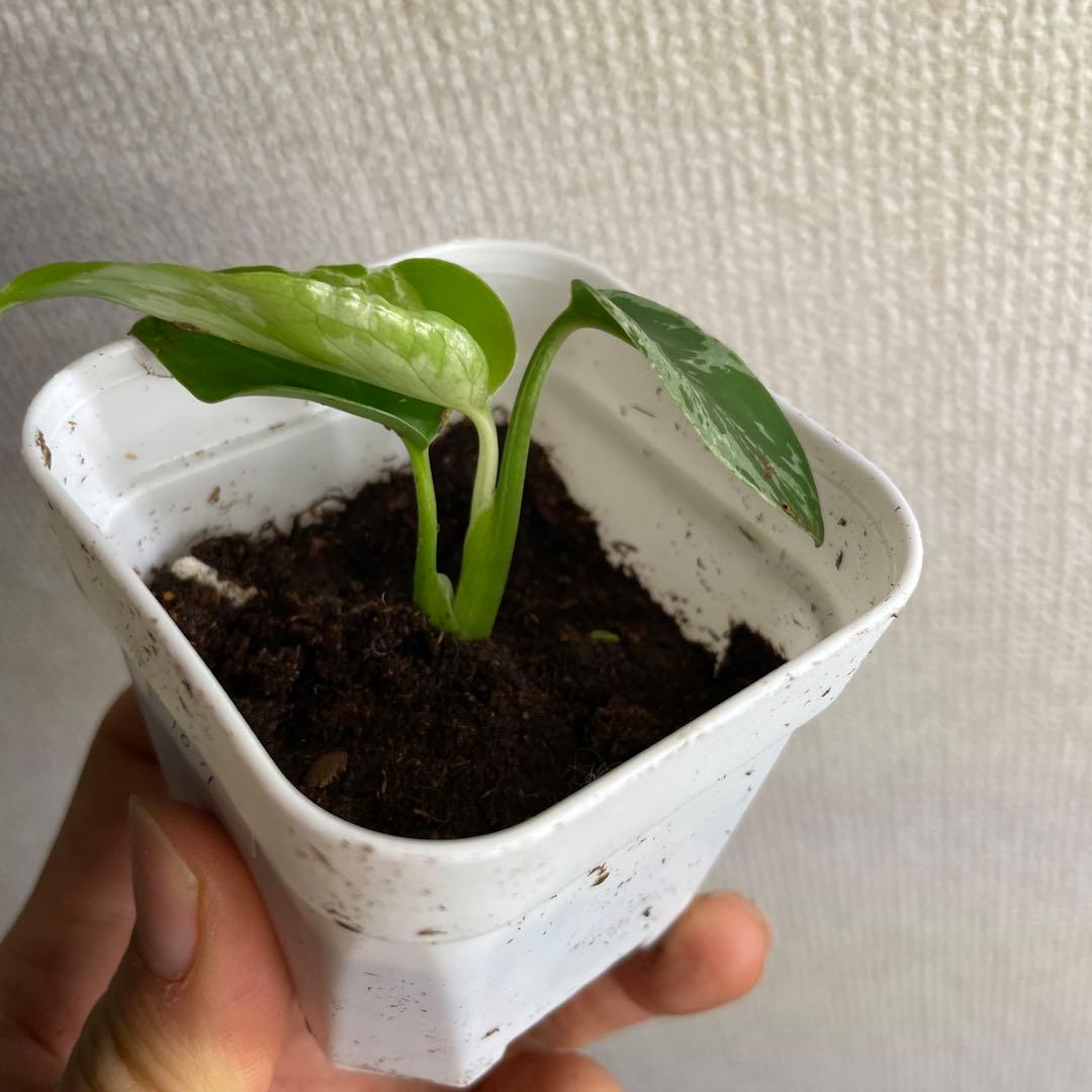 t*u様 モンステラ　デリシオーサ　バルバソー