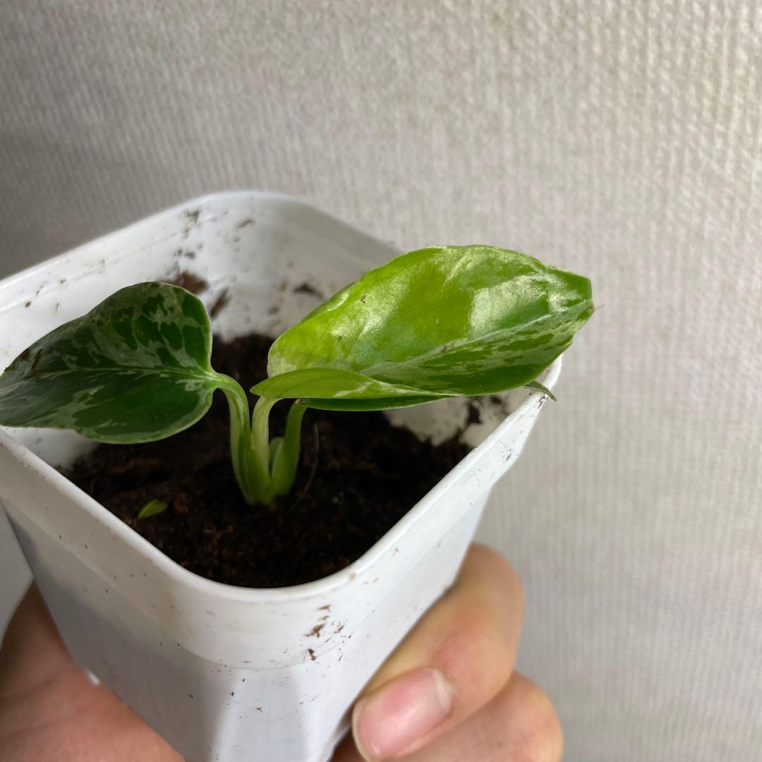 t*u様 モンステラ　デリシオーサ　バルバソー