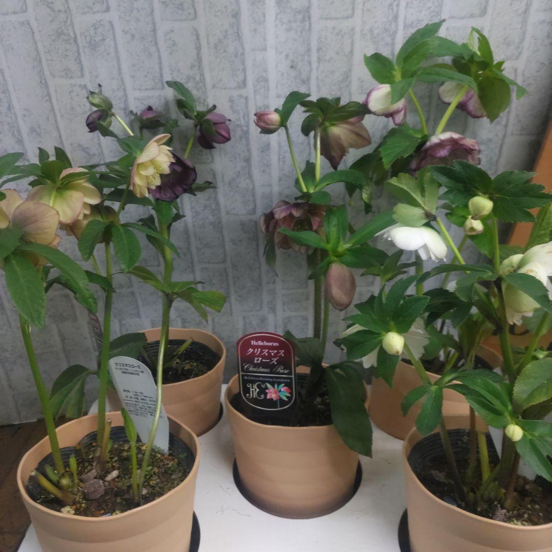 ７日入荷⭐️クリスマスローズダブル咲き⭐️５品種⭐️５鉢セット