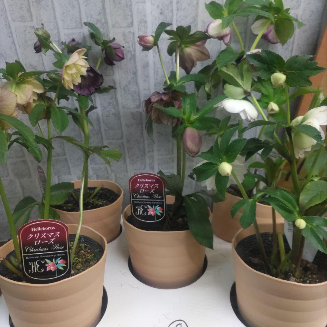 ７日入荷⭐️クリスマスローズダブル咲き⭐️５品種⭐️５鉢セット