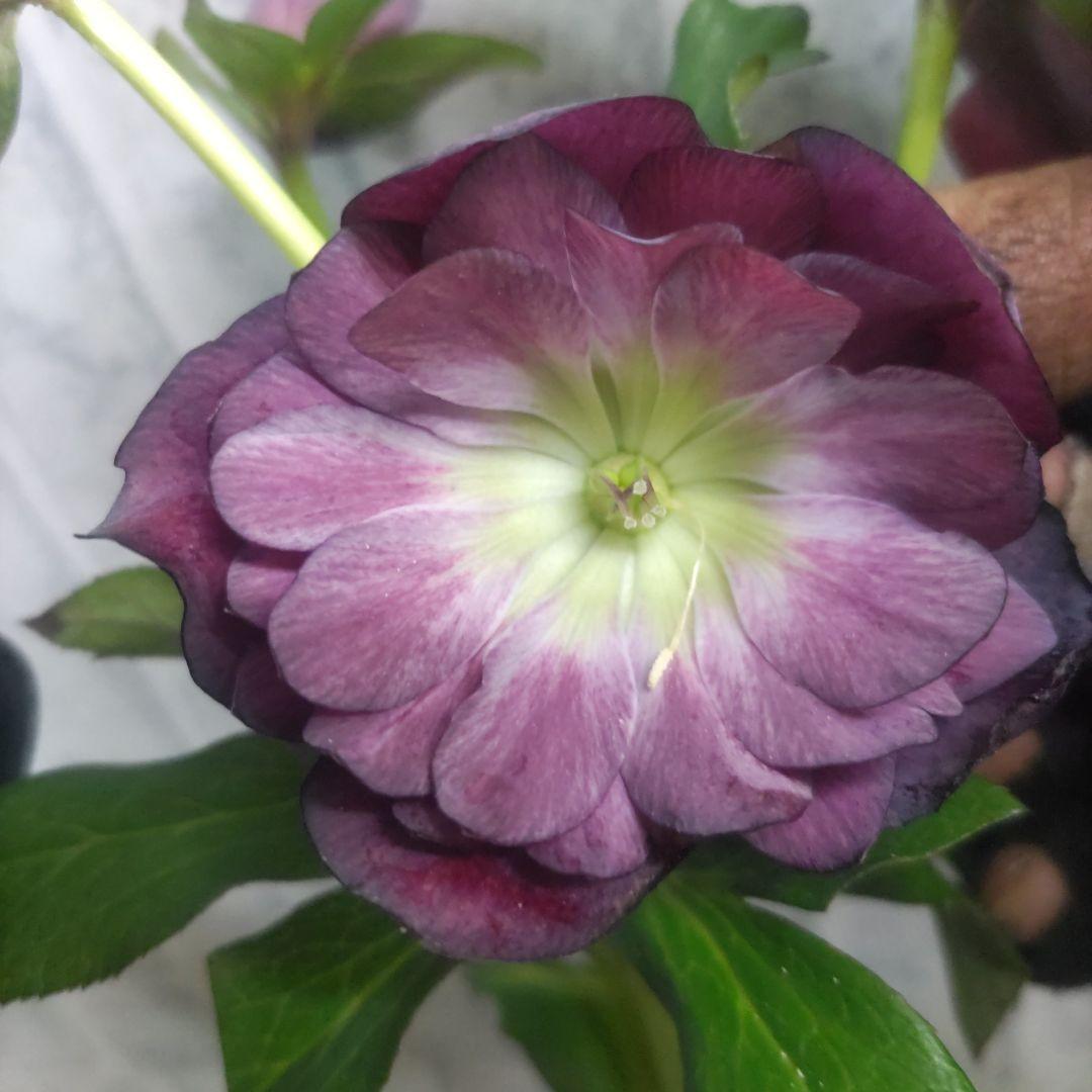 ７日入荷⭐️クリスマスローズダブル咲き⭐️５品種⭐️５鉢セット