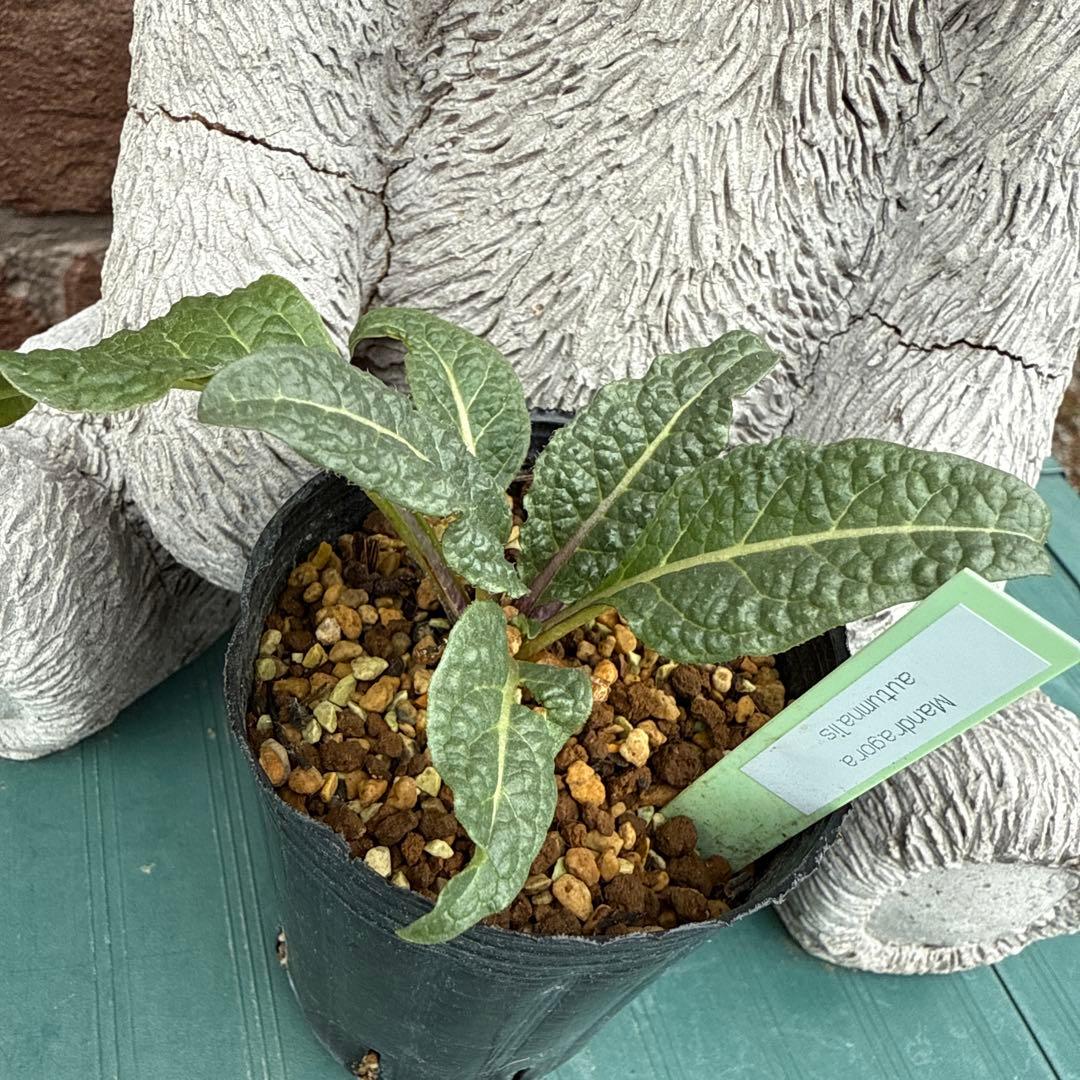 Mandragora autumnalis マンドラゴラ マンドブレイク 苗専用
