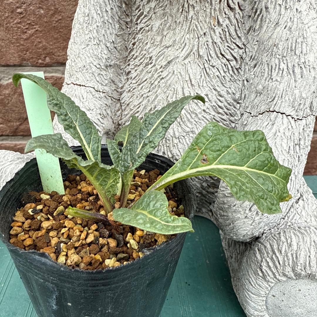 Mandragora autumnalis マンドラゴラ マンドブレイク 苗専用