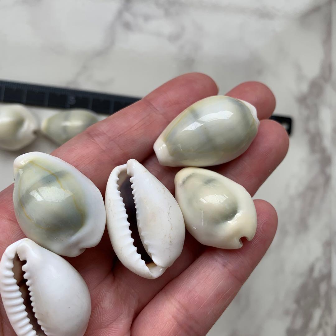 貝殻　貝殻セット　インテリア　カウリーシェル　宝貝　夏休み　工作　夏　海　南国