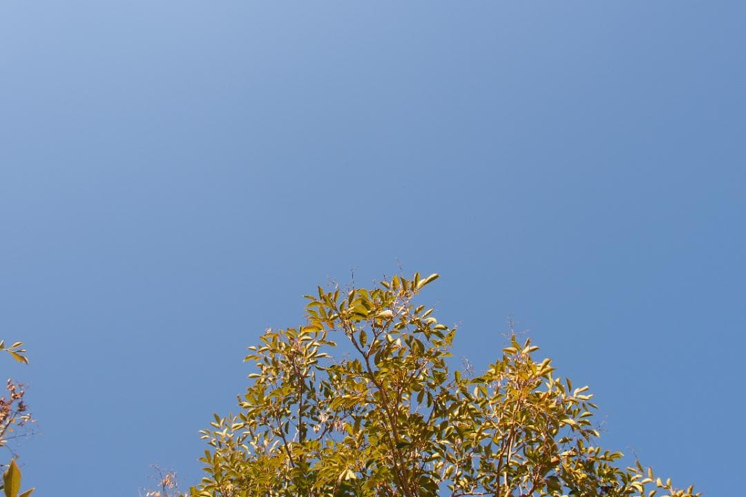 LUMIX G VARIO 12-35mm F2.8 ASPH パナソニック