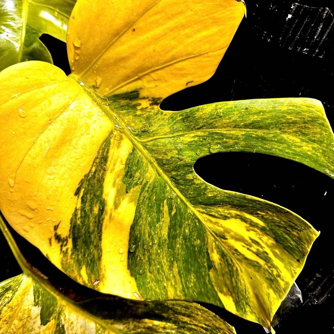 ま*さ様 斑入りモンステラボルシギアナオーレア黄斑4号鉢植え43cm発根済み安心