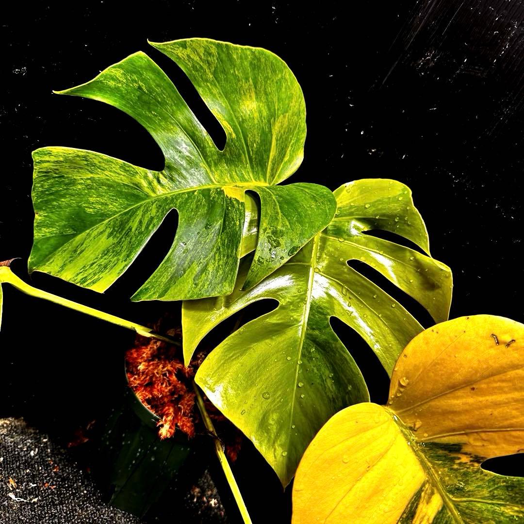 ま*さ様 斑入りモンステラボルシギアナオーレア黄斑4号鉢植え43cm発根済み安心