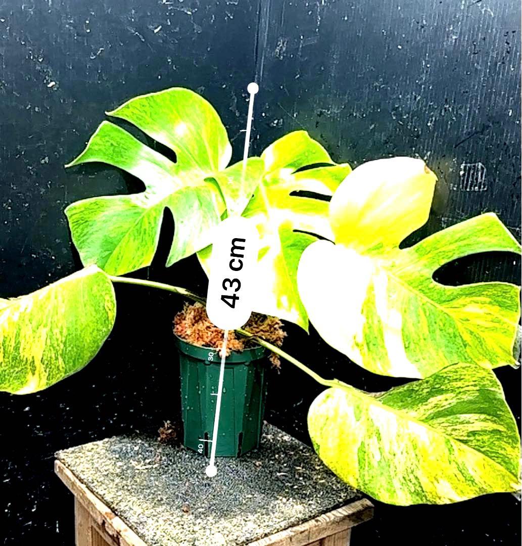 ま*さ様 斑入りモンステラボルシギアナオーレア黄斑4号鉢植え43cm発根済み安心