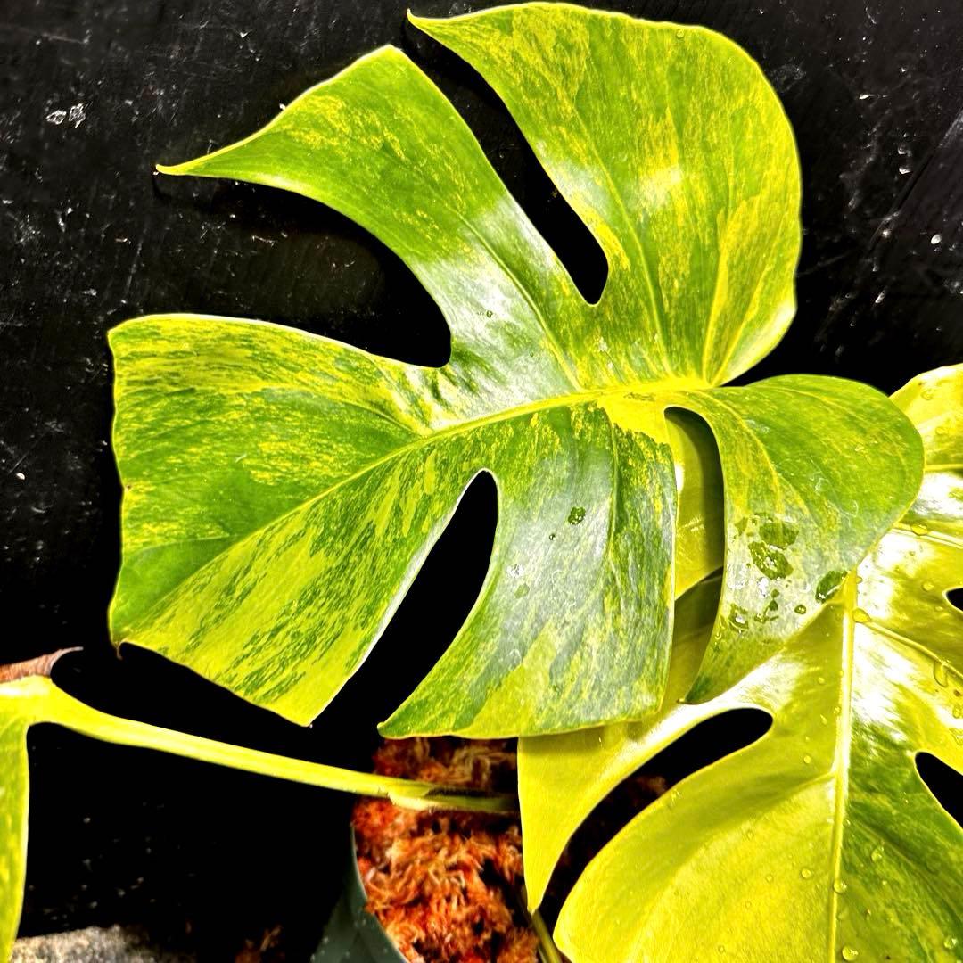 ま*さ様 斑入りモンステラボルシギアナオーレア黄斑4号鉢植え43cm発根済み安心
