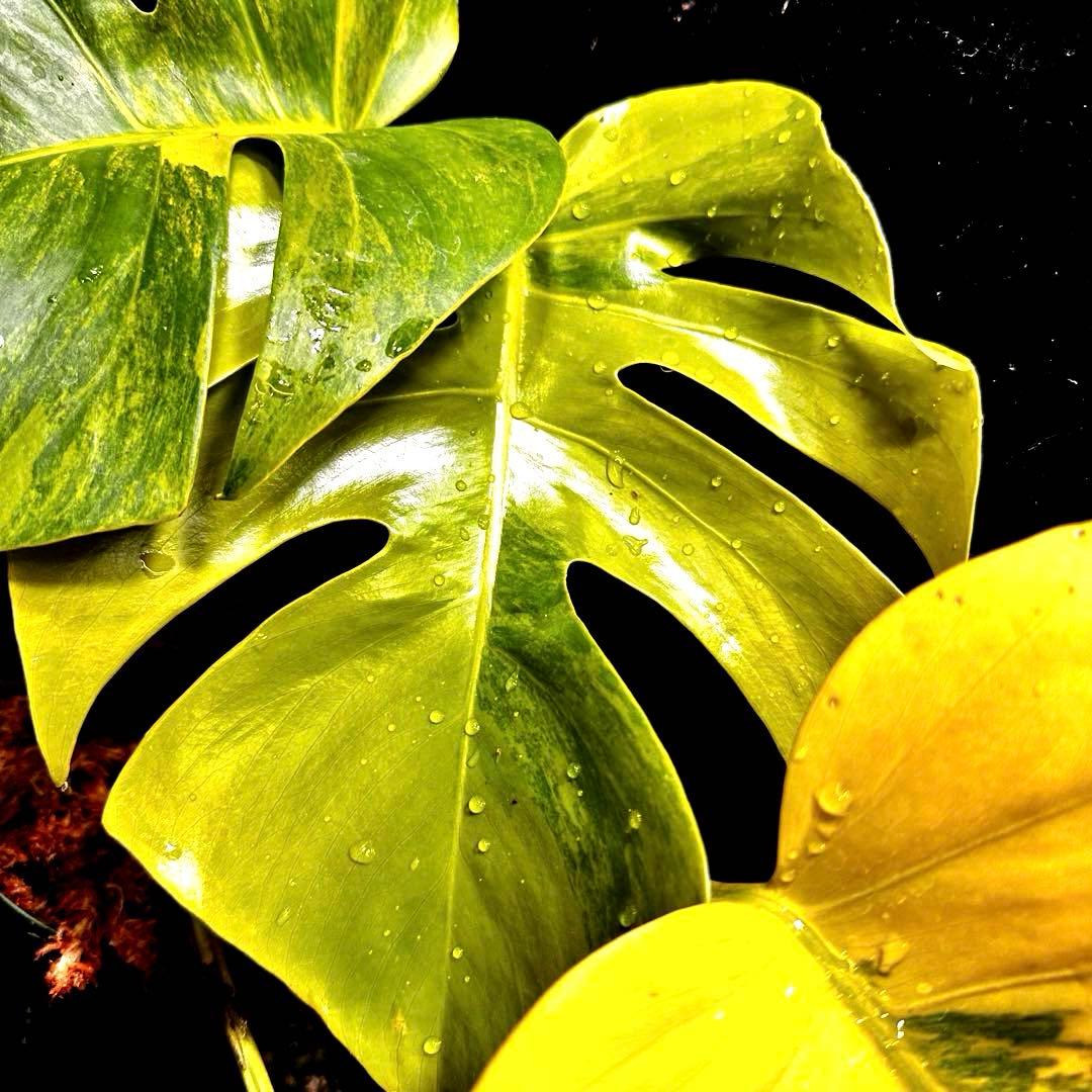 ま*さ様 斑入りモンステラボルシギアナオーレア黄斑4号鉢植え43cm発根済み安心