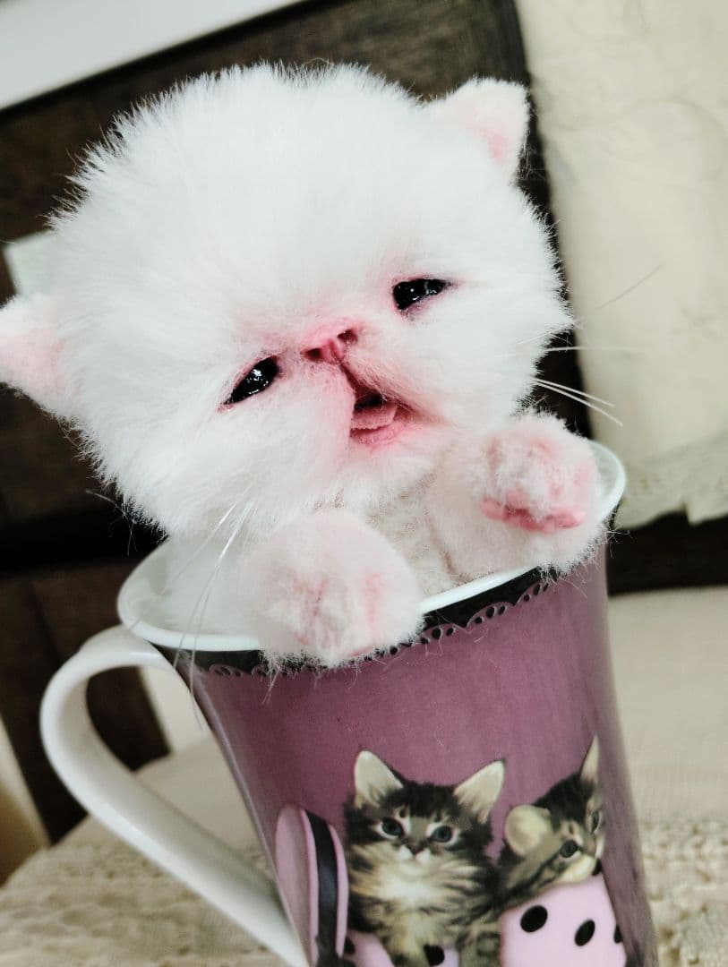 生後10日♡エキゾ子猫ちゃん♡マグカップ♡お口開閉♡アートドール♡ぬいぐるみ♡