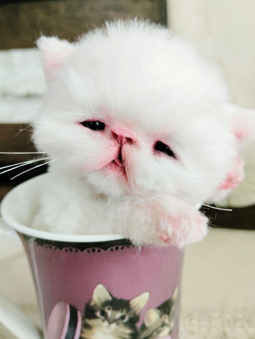 生後10日♡エキゾ子猫ちゃん♡マグカップ♡お口開閉♡アートドール♡ぬいぐるみ♡