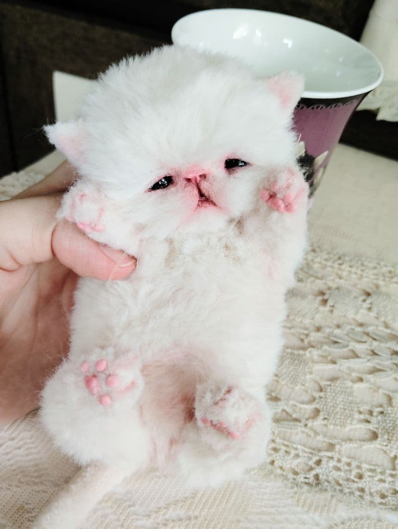 生後10日♡エキゾ子猫ちゃん♡マグカップ♡お口開閉♡アートドール♡ぬいぐるみ♡