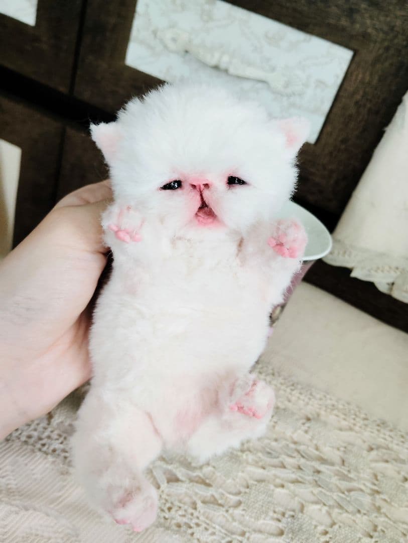 生後10日♡エキゾ子猫ちゃん♡マグカップ♡お口開閉♡アートドール♡ぬいぐるみ♡