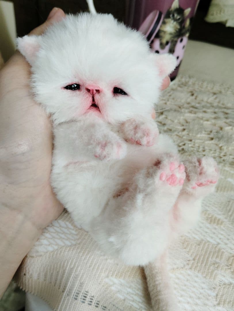 生後10日♡エキゾ子猫ちゃん♡マグカップ♡お口開閉♡アートドール♡ぬいぐるみ♡