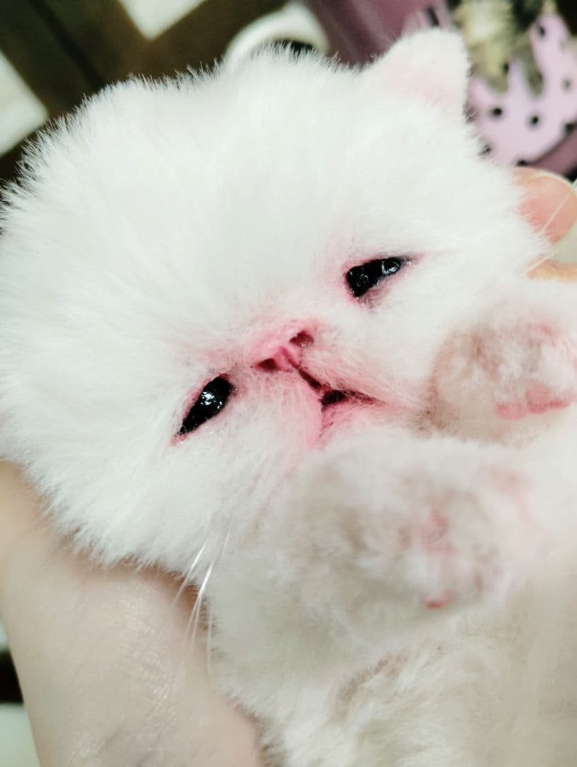 生後10日♡エキゾ子猫ちゃん♡マグカップ♡お口開閉♡アートドール♡ぬいぐるみ♡