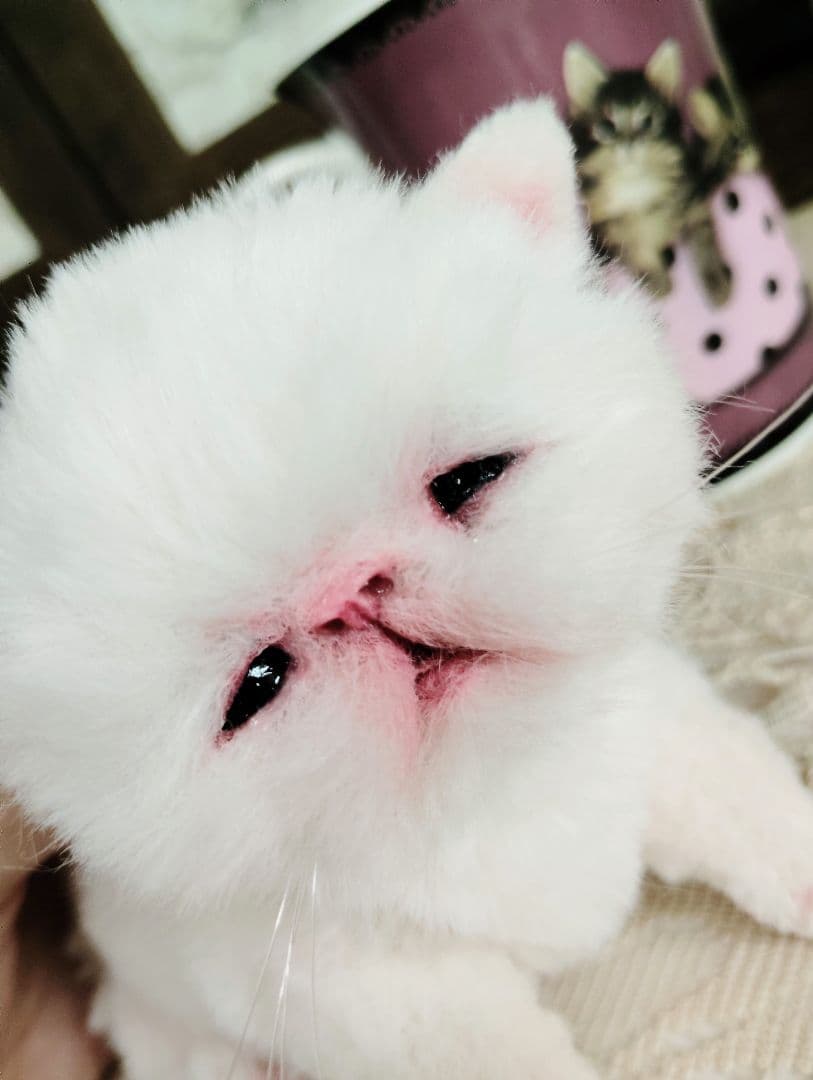 生後10日♡エキゾ子猫ちゃん♡マグカップ♡お口開閉♡アートドール♡ぬいぐるみ♡