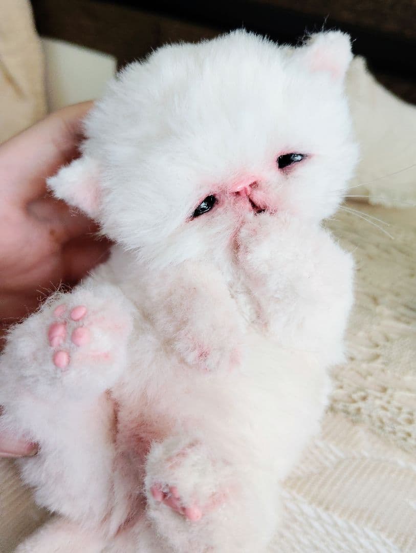 生後10日♡エキゾ子猫ちゃん♡マグカップ♡お口開閉♡アートドール♡ぬいぐるみ♡