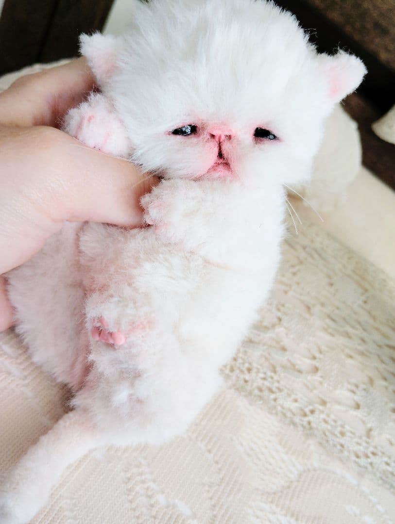 生後10日♡エキゾ子猫ちゃん♡マグカップ♡お口開閉♡アートドール♡ぬいぐるみ♡