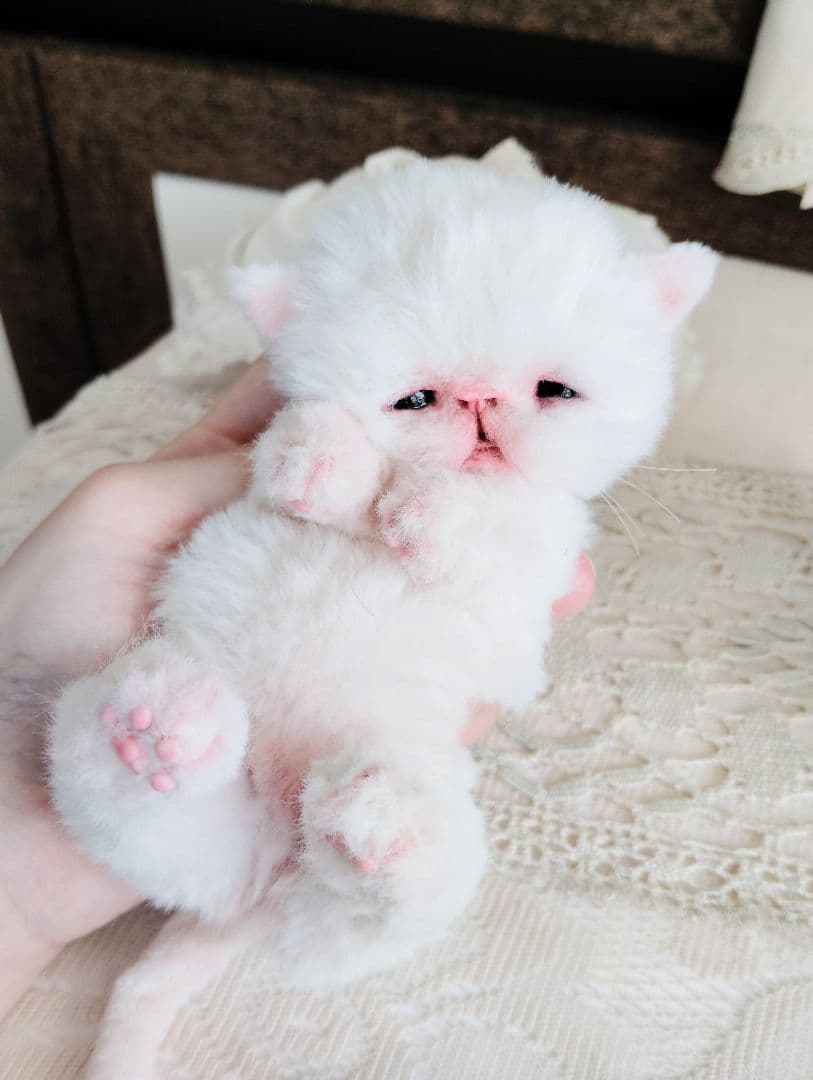 生後10日♡エキゾ子猫ちゃん♡マグカップ♡お口開閉♡アートドール♡ぬいぐるみ♡