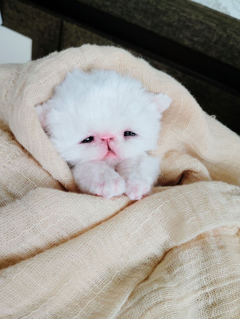 生後10日♡エキゾ子猫ちゃん♡マグカップ♡お口開閉♡アートドール♡ぬいぐるみ♡