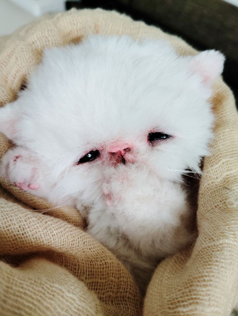 生後10日♡エキゾ子猫ちゃん♡マグカップ♡お口開閉♡アートドール♡ぬいぐるみ♡