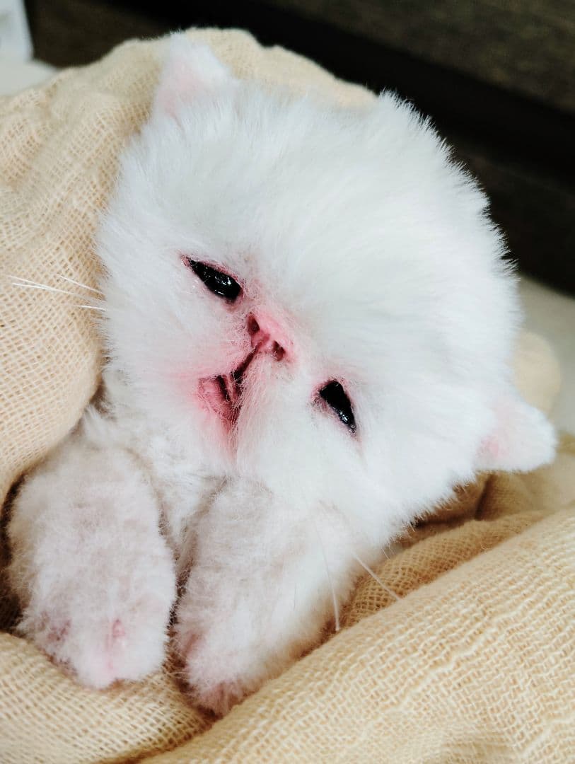 生後10日♡エキゾ子猫ちゃん♡マグカップ♡お口開閉♡アートドール♡ぬいぐるみ♡