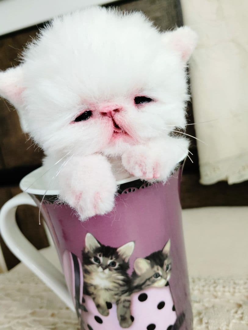 生後10日♡エキゾ子猫ちゃん♡マグカップ♡お口開閉♡アートドール♡ぬいぐるみ♡