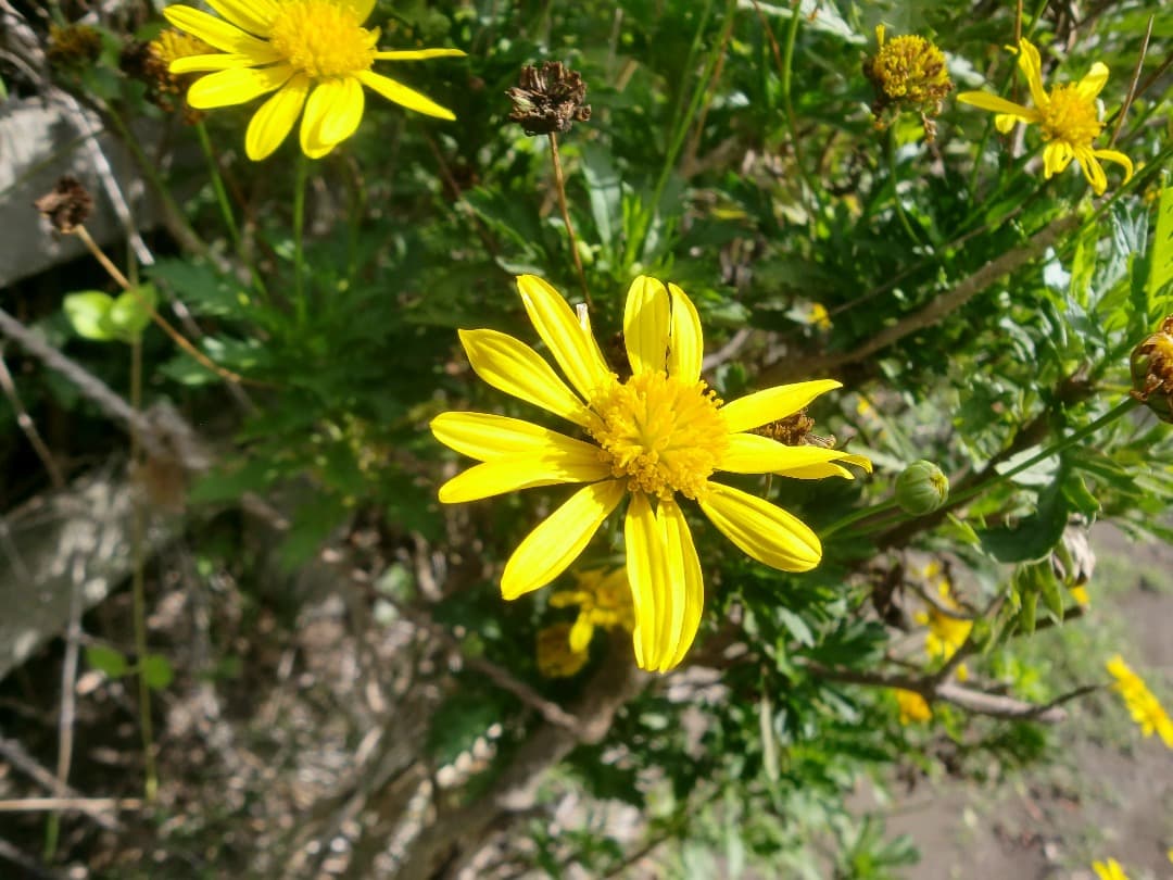 実写美⭕️良品【動作確認済】CASIO EXILIM ZOOM EX-Z250