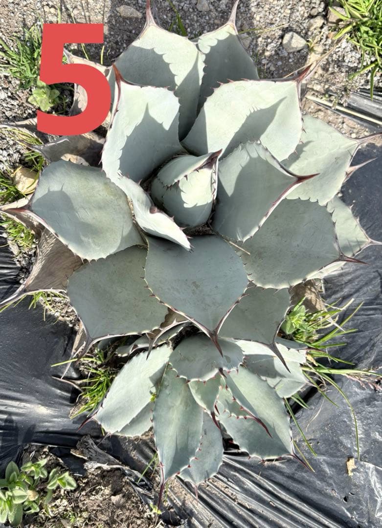 確認用　アガベ　吉祥天