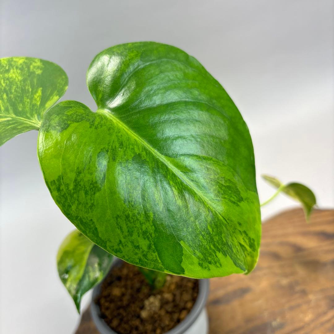 a*m様 モンステラデリシオーサ イエローマリリン lsw310