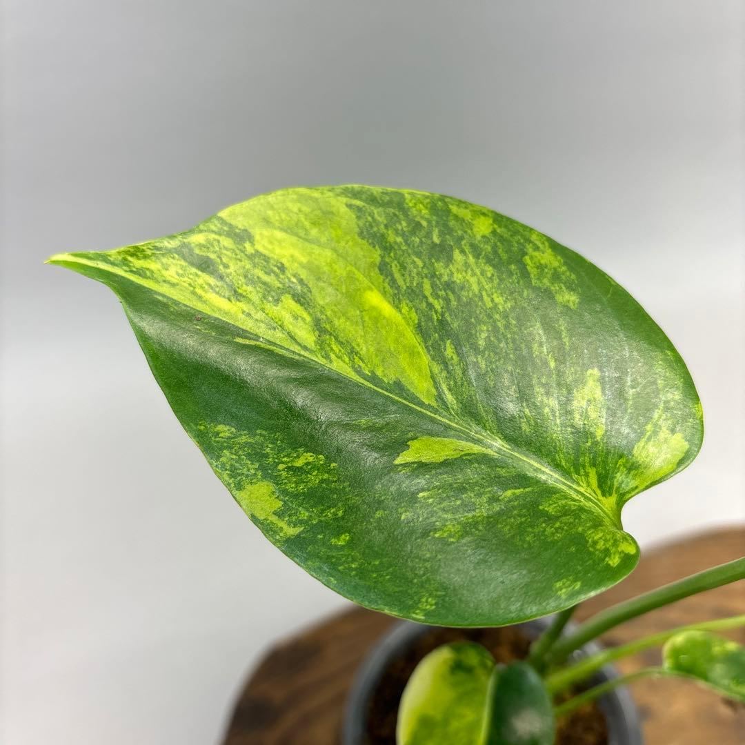 a*m様 モンステラデリシオーサ イエローマリリン lsw310