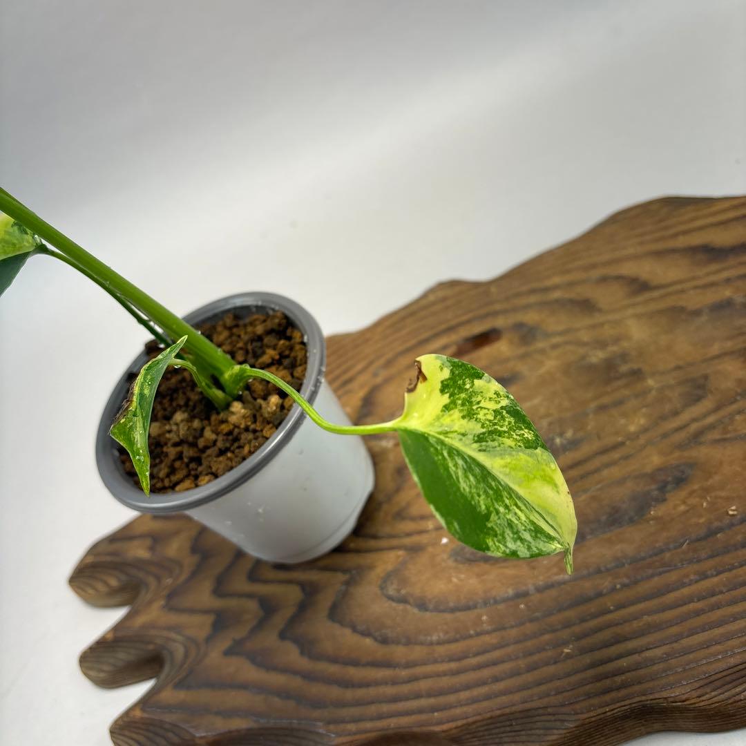 a*m様 モンステラデリシオーサ イエローマリリン lsw310