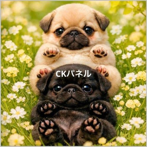 激レア柴犬、トイプー、パグ、チワワ、マルチーズ、ポメラニアンパネル生地