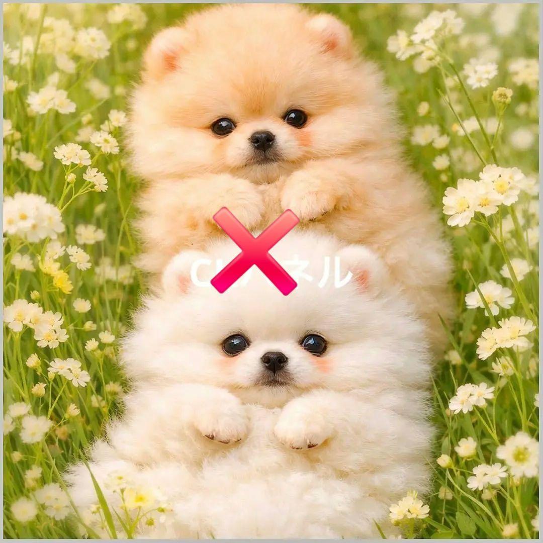 激レア柴犬、トイプー、パグ、チワワ、マルチーズ、ポメラニアンパネル生地