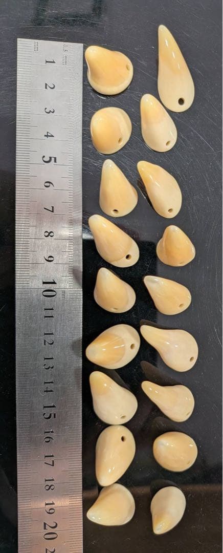 マッコウ鯨歯本物　歯先小さいサイズ 仕上げ済み極美品