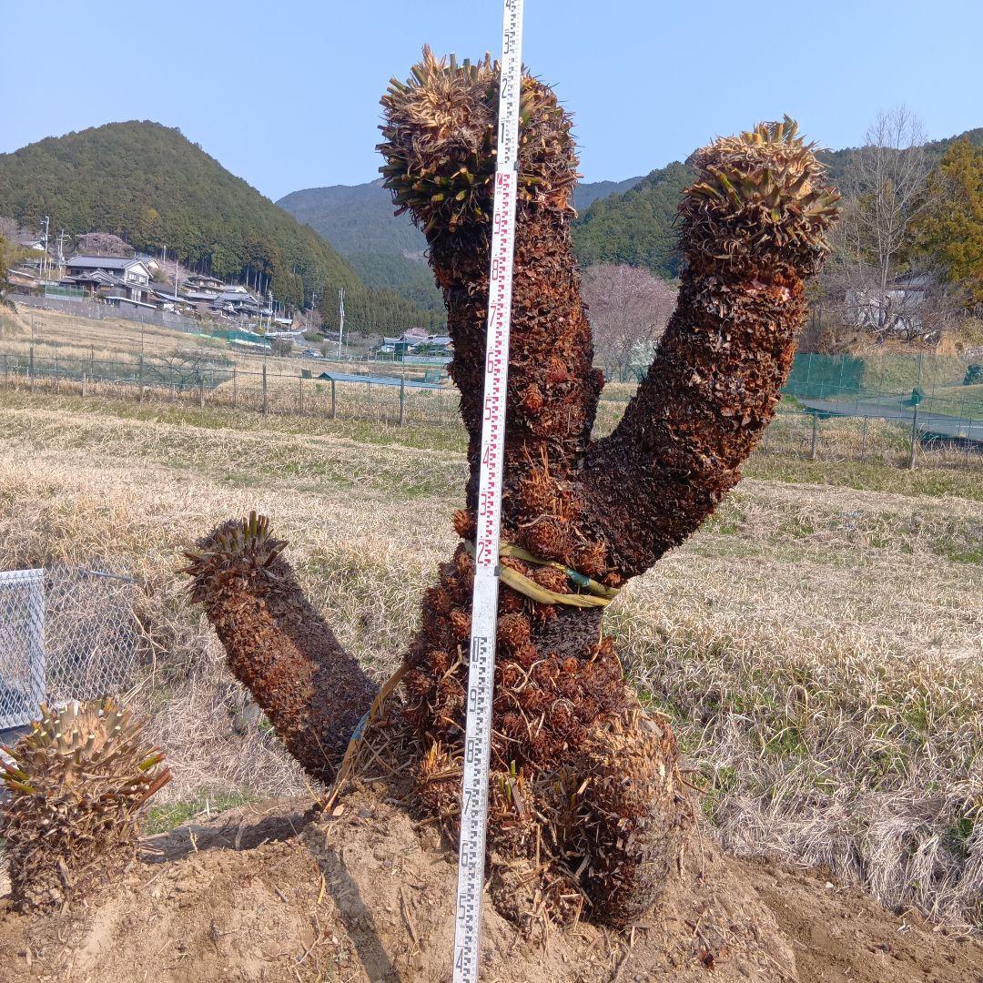 ソテツ（巨大サイズ株）