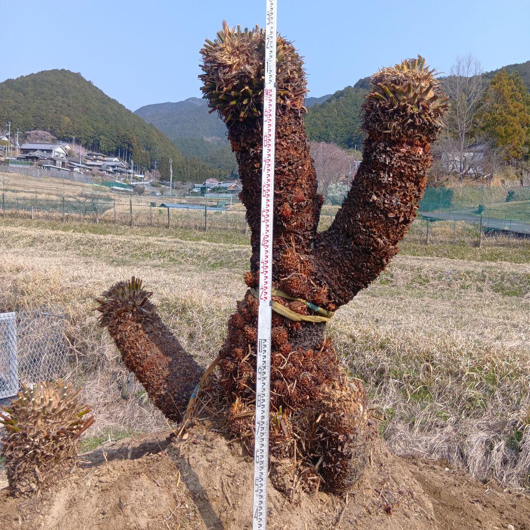 ソテツ（巨大サイズ株）