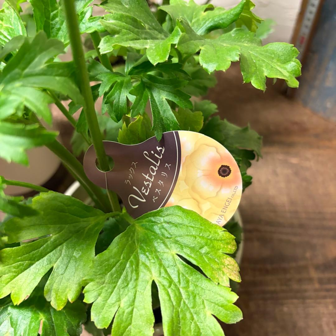 ふ*ん様 ガーデニング　ラナンキュラス　ラックス　5寸4種4鉢