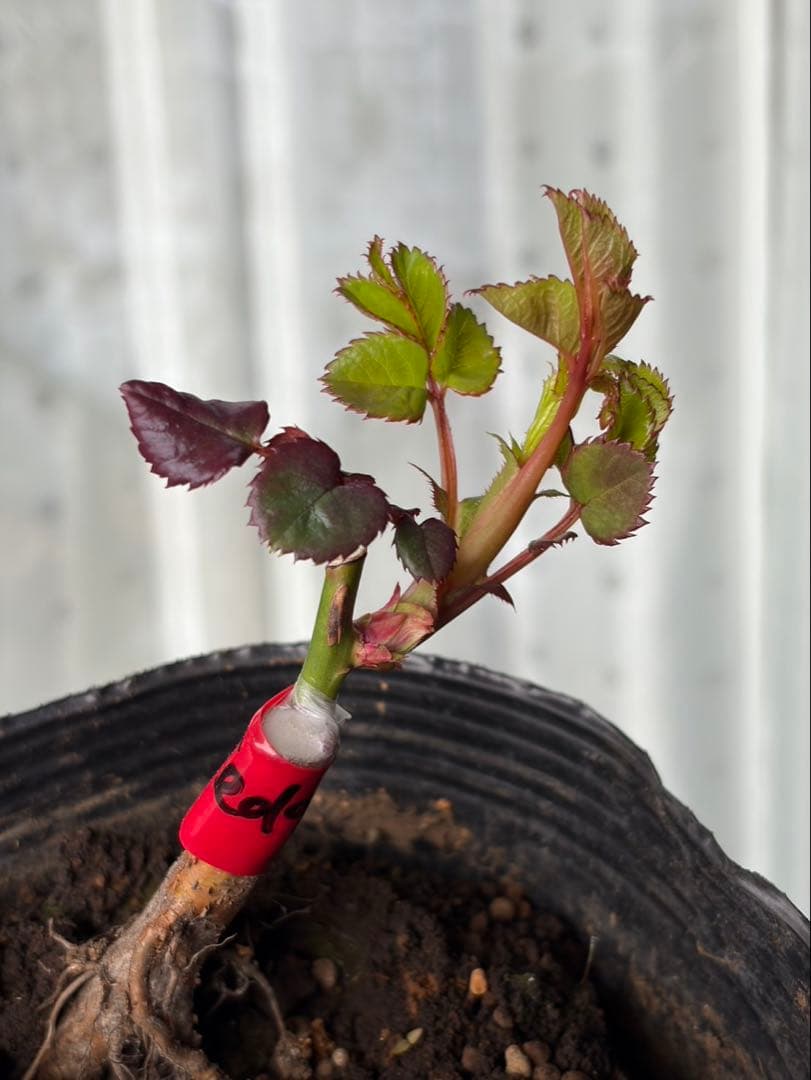 薔薇　バラ苗　人気品種　接木苗　新苗