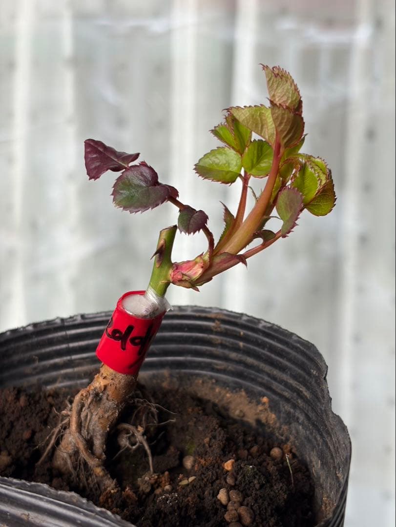 薔薇　バラ苗　人気品種　接木苗　新苗