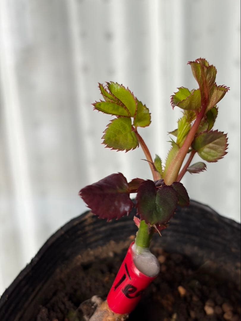 薔薇　バラ苗　人気品種　接木苗　新苗