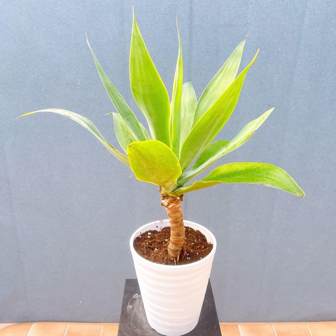 現品　アガベ　アテナータ　幹上がり　根上がり　51番　多肉植物　ドライガーデン