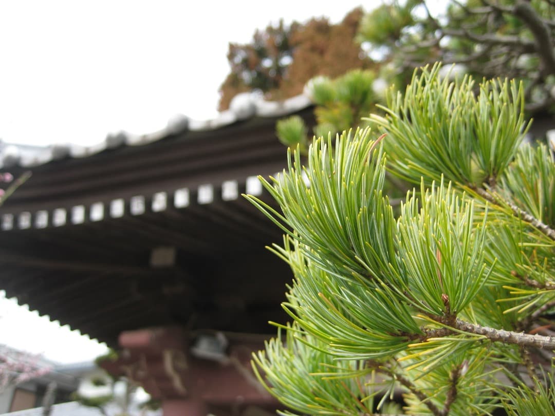 実写美⭕️【動作確認済】Canon IXY DIGITAL 10 PC1228